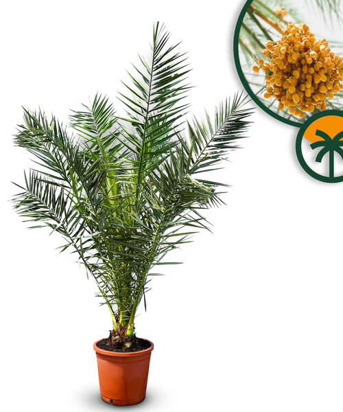 Palmboom - Phoenix Canariensis