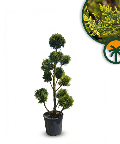 Cupressocyparis Leylandii Pom Pon – 150 cm – 18L – Winterhard