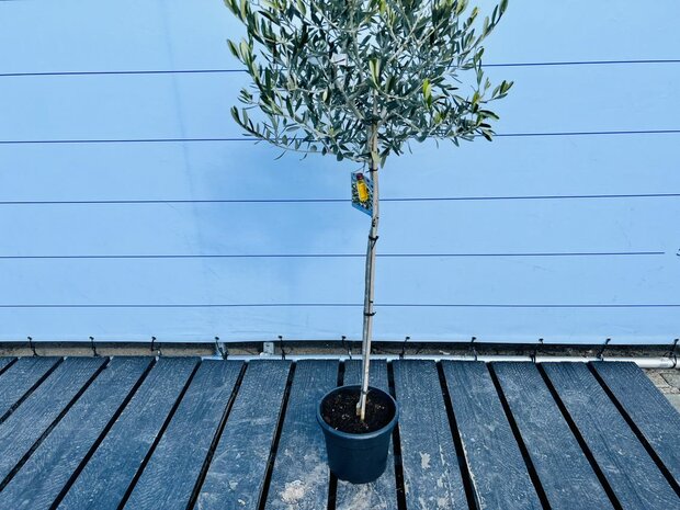 Olijfboom Olea Europaea Jaar Oude Boom Cm Sunnytree